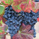 DFJ VINHOS  Apresentação