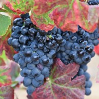 DFJ VINHOS - Apresentação